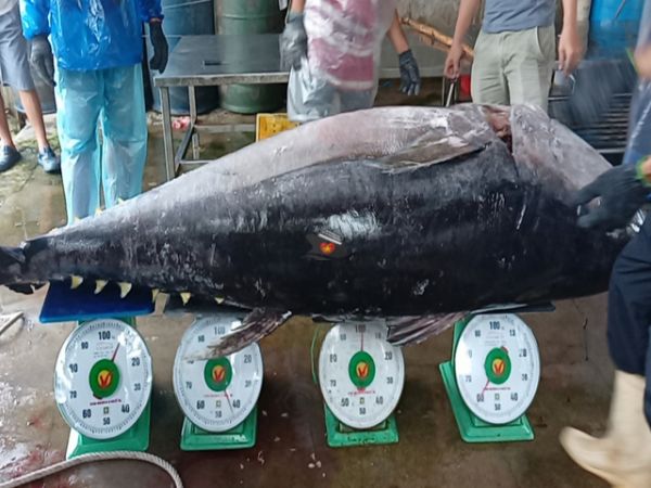 Ocean Tuna In Phu Yen